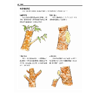 台灣行道樹圖鑑（從葉型、花色、樹形輕鬆辨識全台110種常見行道樹）台灣自然圖鑑