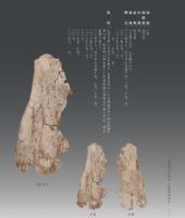 河南蔵甲骨集成 安陽博物館巻（全5冊）