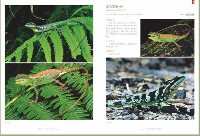 中国蜥蜴図鑑
