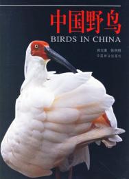 中国野鳥