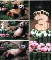 熊貓福寶