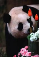 熊貓福寶
