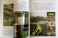 敦煌石窟植物図鑑