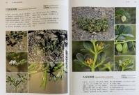 敦煌石窟植物図鑑