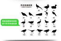 北京常見野鳥図鑑