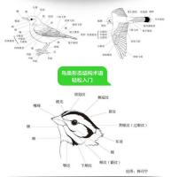 北京常見野鳥図鑑