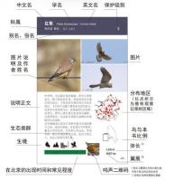 北京常見野鳥図鑑