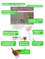 北京常見野鳥図鑑