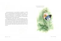 蝶影：中国珍稀蝴蝶手絵観察筆記 