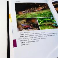 中国蝦虎魚
