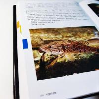 中国蝦虎魚