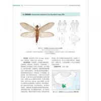 中国脉翅類昆虫原色図鑑
