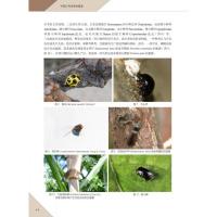 中国介殼虫原色図鑑-半翅目・[虫介]次目