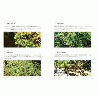 台灣苔蘚微觀誌：從零開始的賞苔之旅，帶你一起走進迷你森林！物種辨識 × 探蘚路線 × 養苔攻略(綠生活)