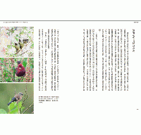 横断台湾:追尋台湾高山植物地理起源(春山之聲Voice)Traverse Taiwan: On the Phytogeographical Origin of Montane Plants in Taiwan
