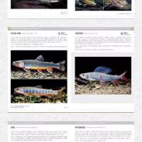 中国淡水魚類図鑑 全2冊