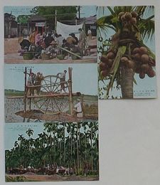 台湾の情緒　台湾人の露天店 井戸掘 椰子の実 檳榔樹(絵葉書)