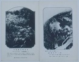 水源調査絵葉書　ホソバドクゼリ(大興安嶺にて)・関東州三十里堡に於いて実施したる「満洲井戸」の一例(絵葉書)