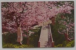 阿里山の吉野桜(絵葉書)