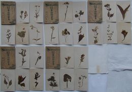 日本アルプス高山植物実物絵ハガキ(絵葉書)