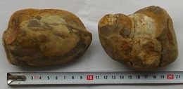 朝鮮咸鏡鉄道第14工区古站峠トンネル発掘の二枚貝化石・巻貝化石