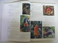 中国野生花卉図譜