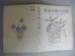 原種洋蘭大図鑑