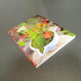 苔玉・ミニ盆栽　おしゃれでかわいい緑のインテリア