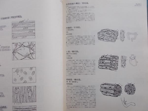 カラースケッチ 解剖学 The Anatomy Coloring Book 77 Londonの翻訳 初版1刷 W Kapit L M Elson著 嶋井和世訳 古本 雪山坊 古本 中古本 古書籍の通販は 日本の古本屋 日本の古本屋