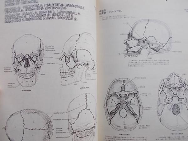 カラースケッチ 解剖学 The Anatomy Coloring Book 77 Londonの翻訳 初版1刷 W Kapit L M Elson著 嶋井和世訳 古本 雪山坊 古本 中古本 古書籍の通販は 日本の古本屋 日本の古本屋