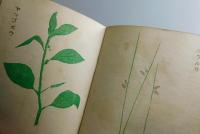 ムサシノに於ける雑草圖譜