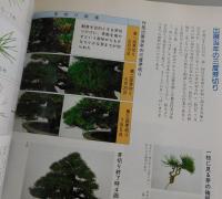 黒松Special：近代盆栽増刊号