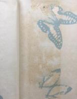 原色台湾産蝶類図譜