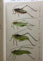 通俗直翅類図説 : 採集必携
