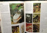 Encyclopedia of insects & arachnids