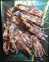 Encyclopedia of insects & arachnids