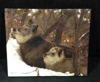 ニホンカモシカ : 孤高の森の野生