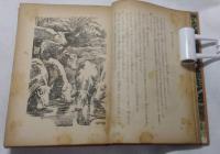 大高原の野生牛