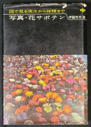 写真・花サボテン : 図で見る実生から採種まで
