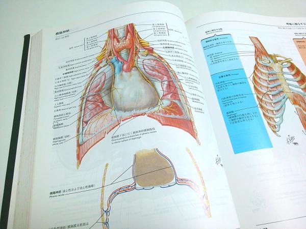 Amazon.co.jp: ネッター医学図譜 : 学生版 筋骨格系 1 医療 図解