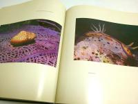 Within a Rainbowed Sea -Tenth Anniversary Edition【The Earthsong Collection】【英文洋書】