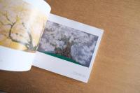 中島千波作品集 こんな絵を描いてきました