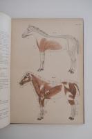 家畜解剖図譜　馬之部　第一輯・第二輯