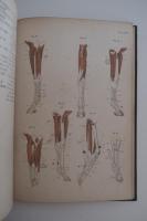 家畜解剖図譜　馬之部　第一輯・第二輯