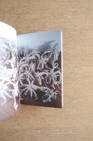 Yayoi Kusama 草間彌生