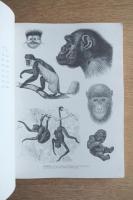 ANIMALS 1419 Copyright-Free Illustrations of Mammals, Birds, Fish, Insects, Etc. A Pictorial Archive from Nineteenth-Century Sources