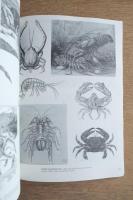 ANIMALS 1419 Copyright-Free Illustrations of Mammals, Birds, Fish, Insects, Etc. A Pictorial Archive from Nineteenth-Century Sources