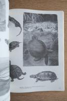 ANIMALS 1419 Copyright-Free Illustrations of Mammals, Birds, Fish, Insects, Etc. A Pictorial Archive from Nineteenth-Century Sources