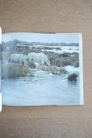 カマルグの馬たち Chevaux de Camargue