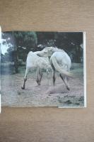 カマルグの馬たち Chevaux de Camargue